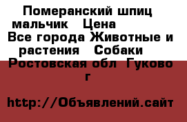 Померанский шпиц, мальчик › Цена ­ 35 000 - Все города Животные и растения » Собаки   . Ростовская обл.,Гуково г.